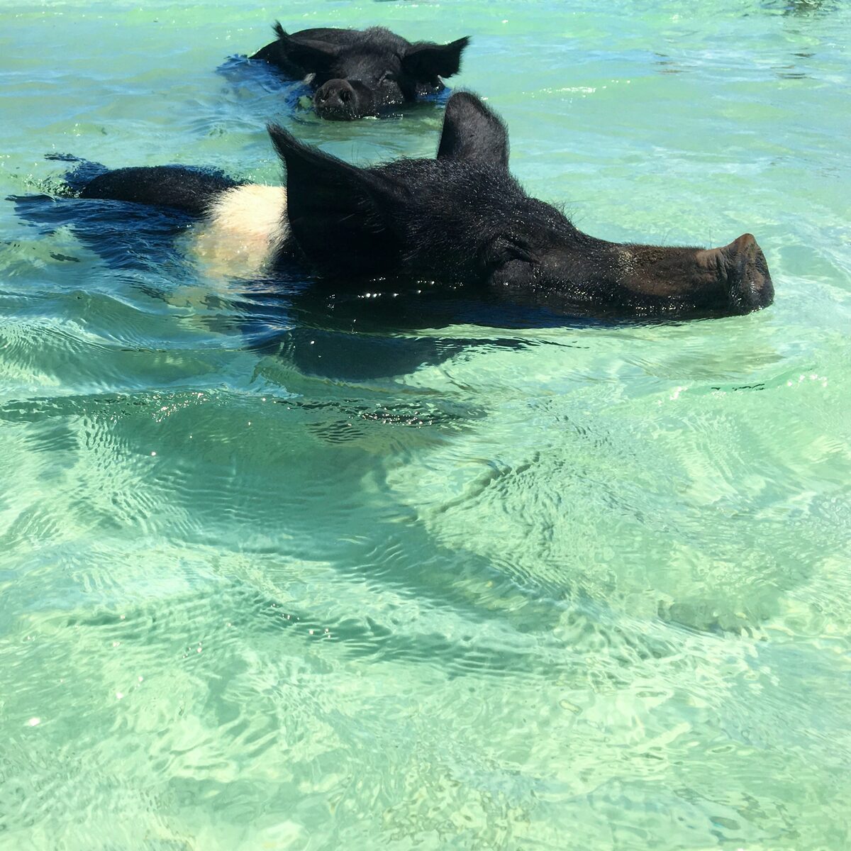 The Best Things To Do in Exuma - Along With Swimming With Piggies